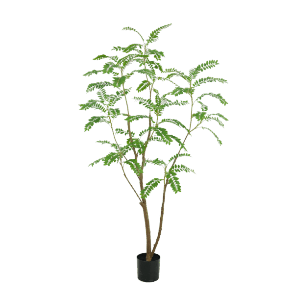 Mimosa boom 210cm