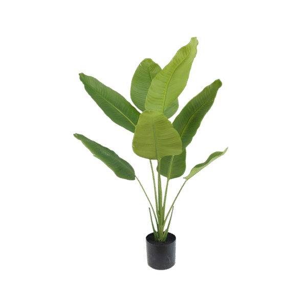 Strelitzia plant 120cm