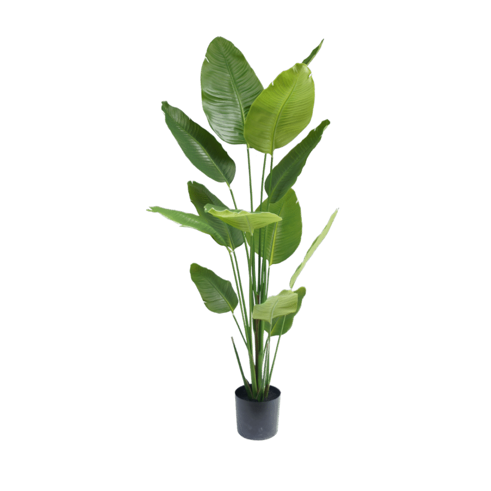 Strelitzia plant 180cm