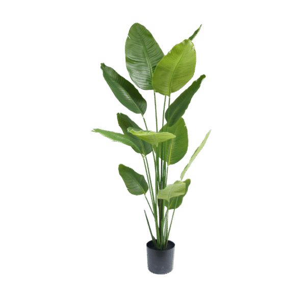 Strelitzia plant 180cm