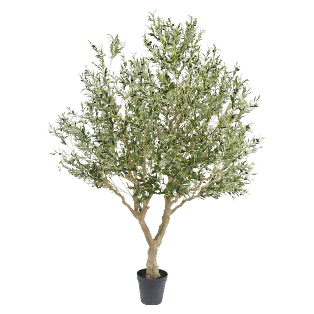Olijf boom 250cm