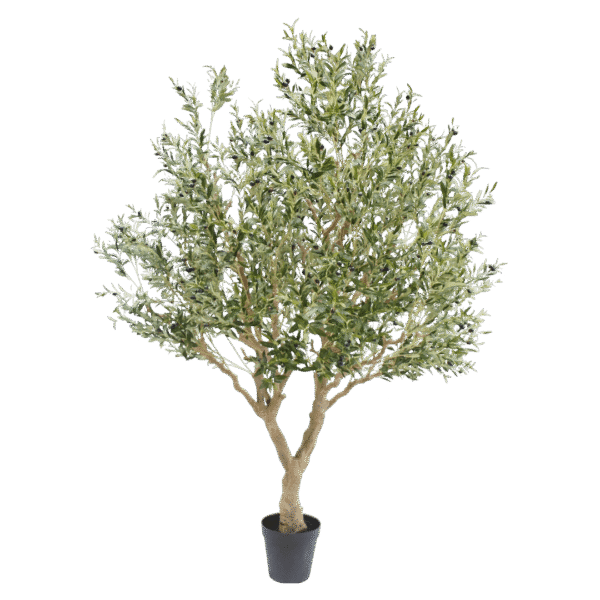 Olijf boom 250cm