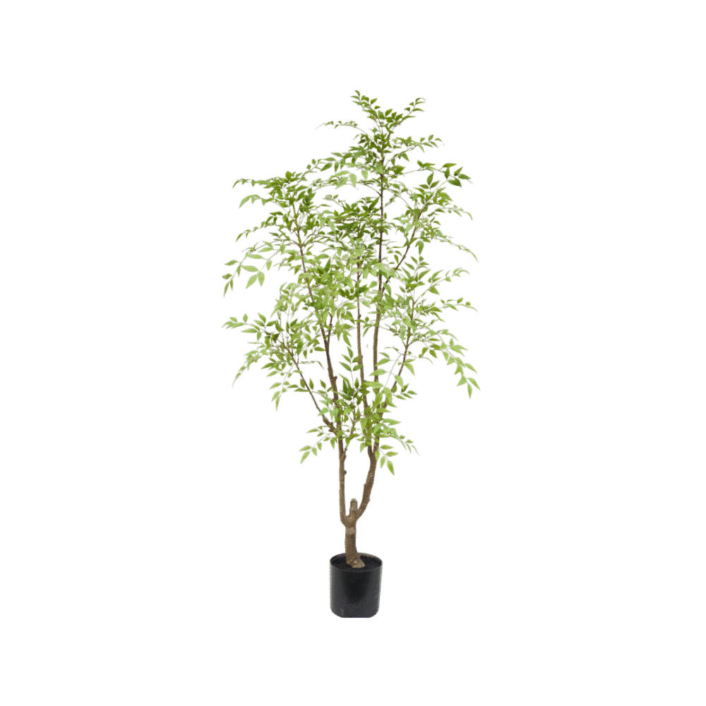 Nandina boom 180cm