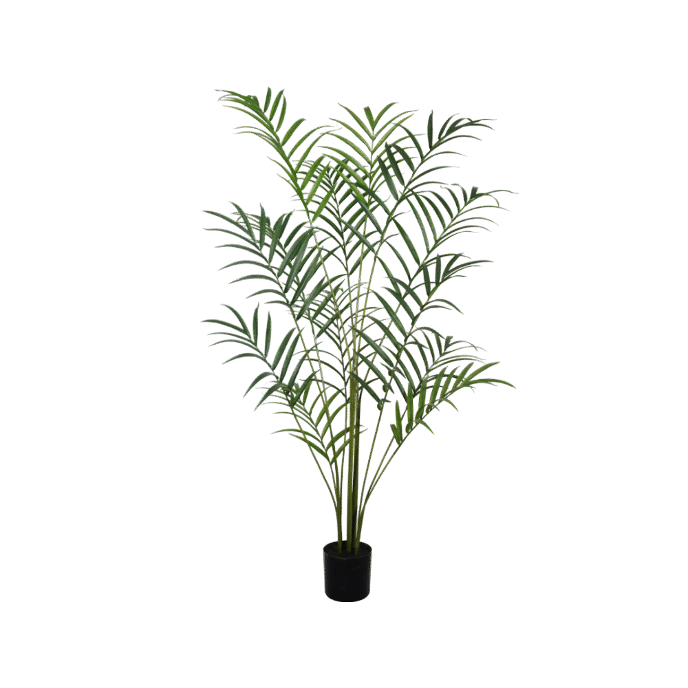 Palm plant 210cm