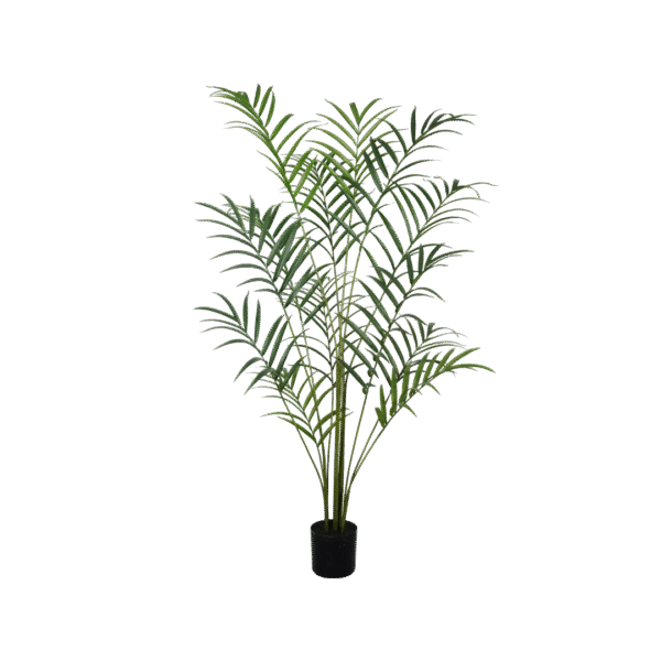 Palm plant 210cm