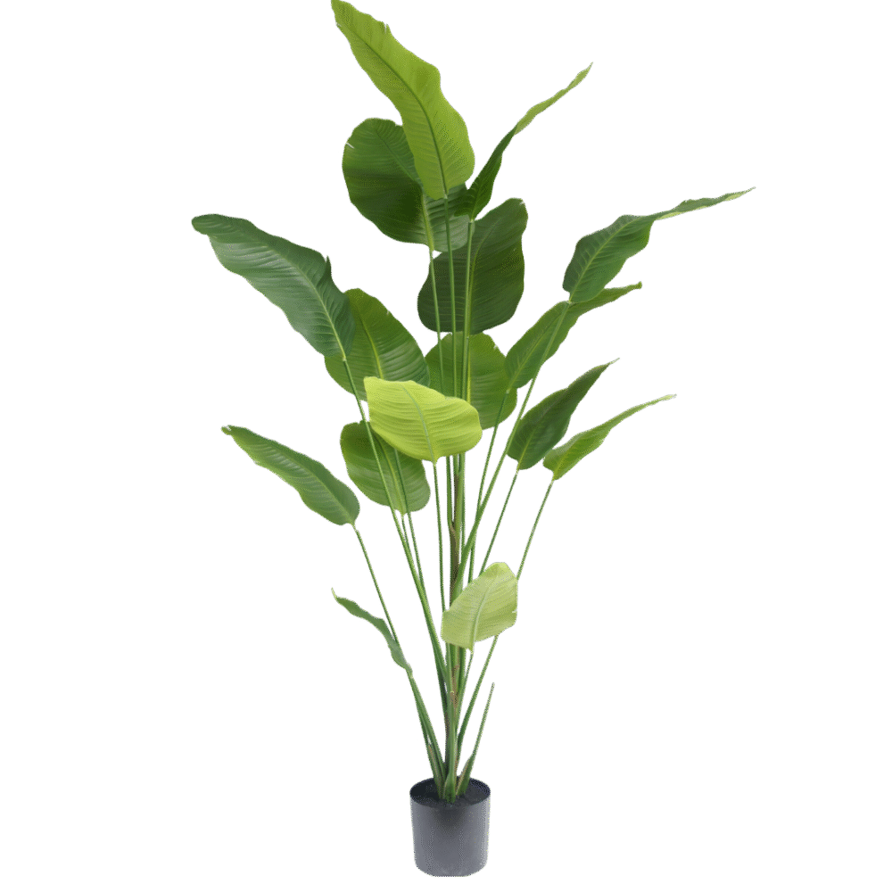 Strelitzia plant 210cm