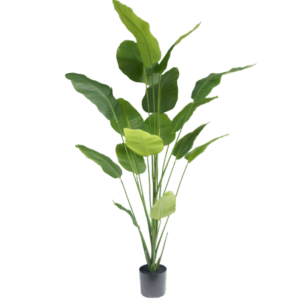 Strelitzia plant 210cm