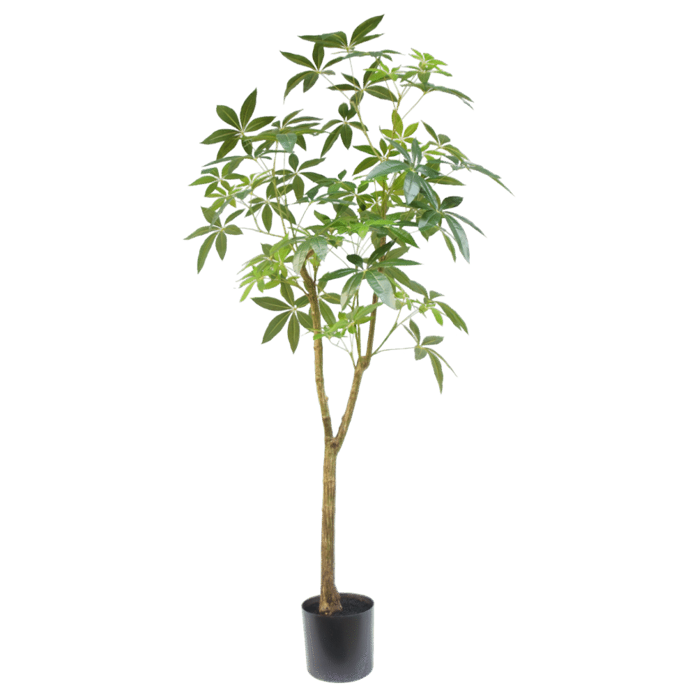 Schefflera boom 180cm