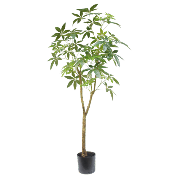 Schefflera boom 180cm
