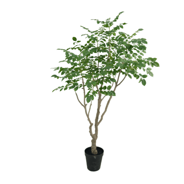 Sandalwood boom 240cm