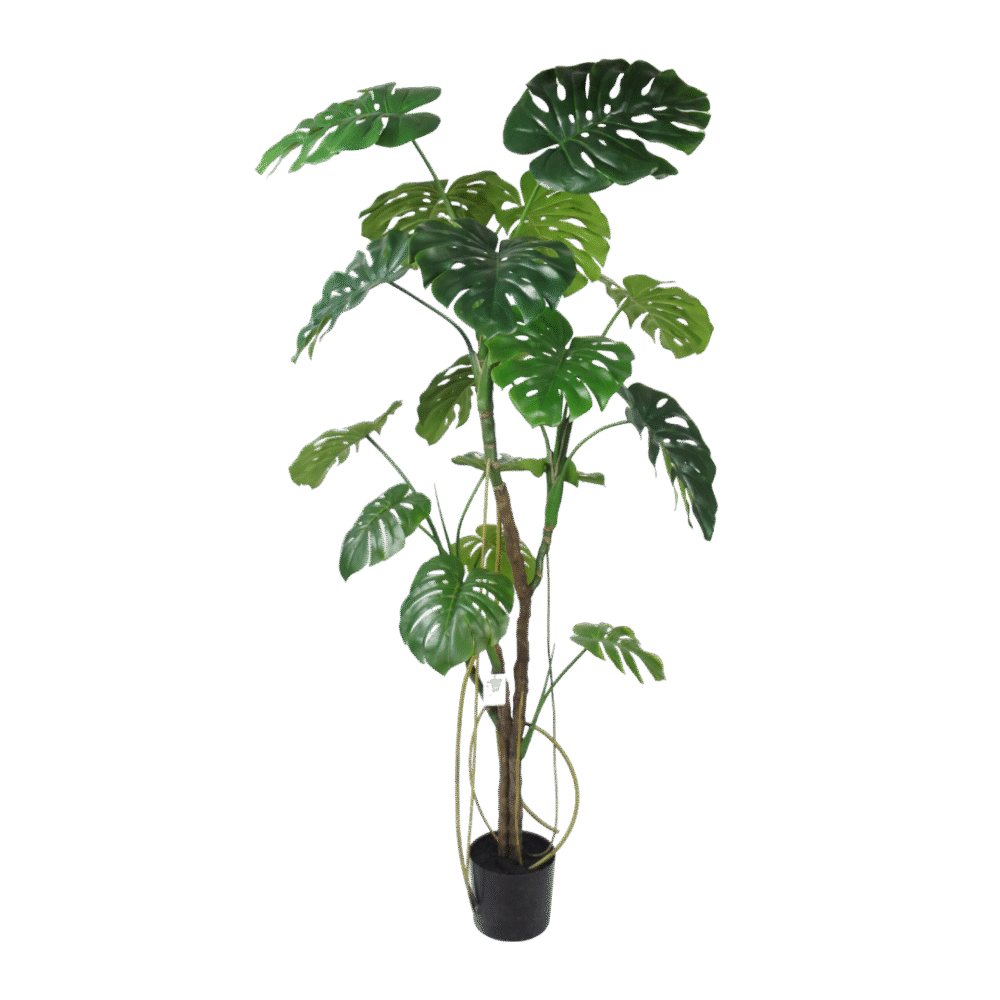 Monstera boom 180cm