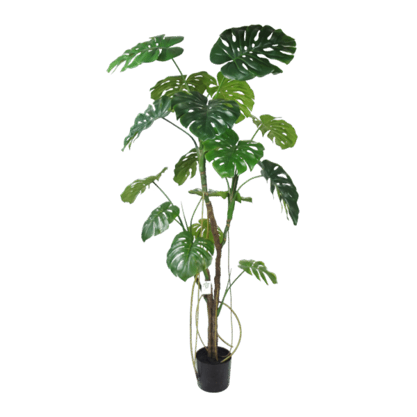Monstera boom 180cm