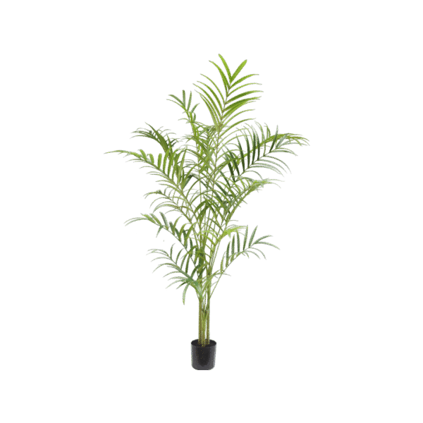 Palm plant 240cm