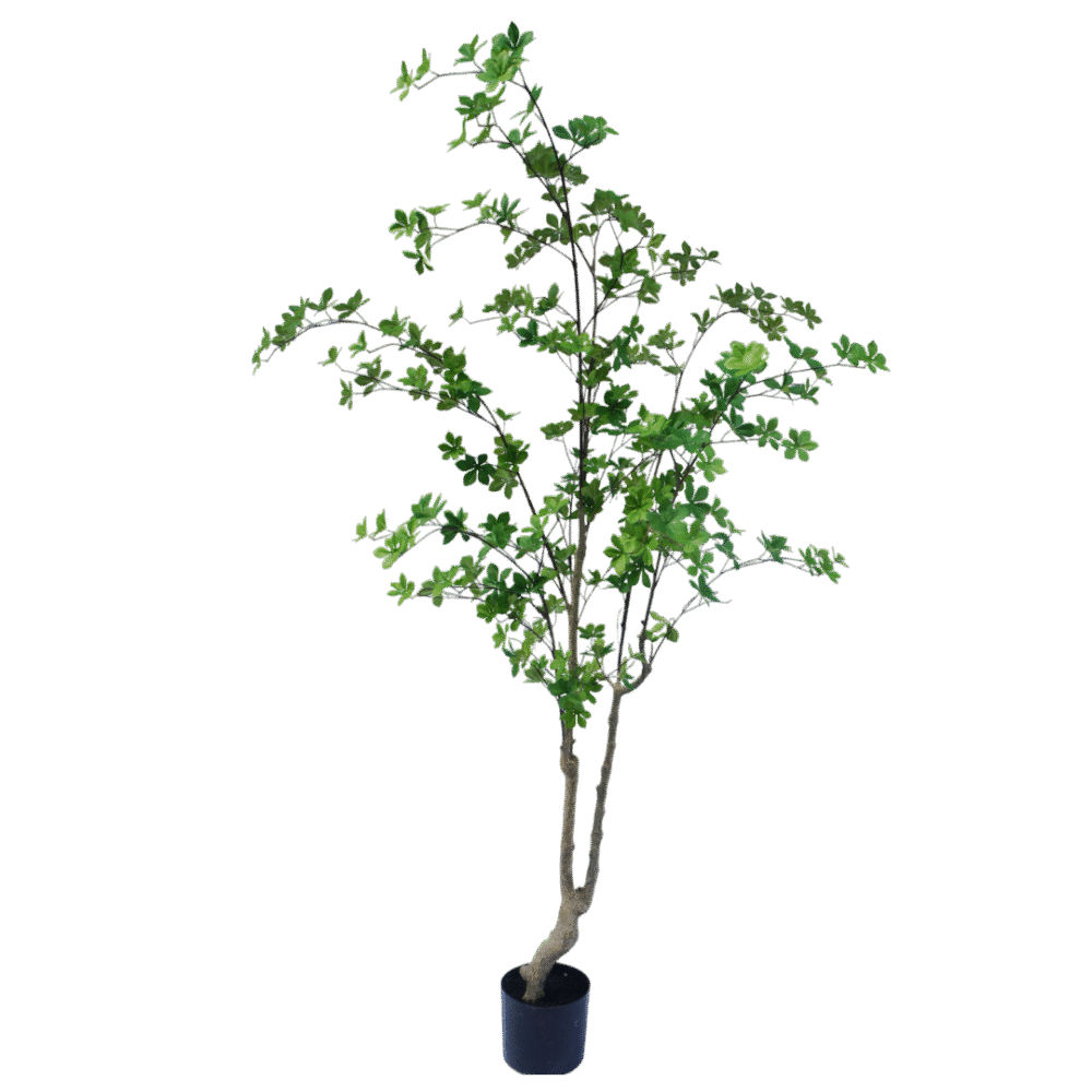 Enkianthus boom 180cm
