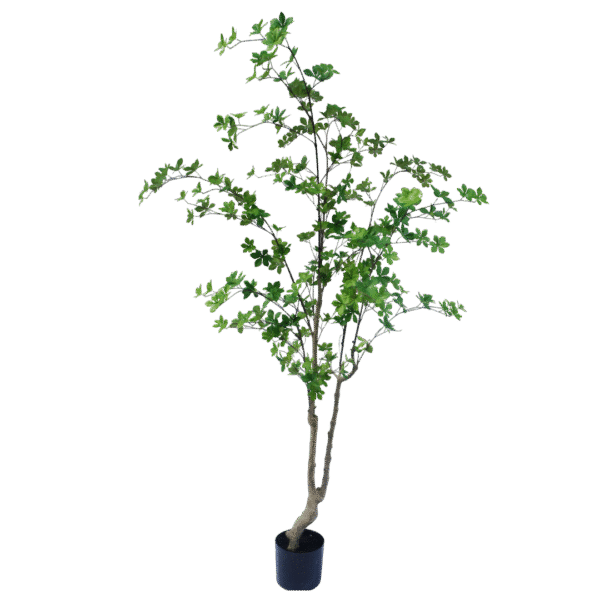 Enkianthus boom 180cm