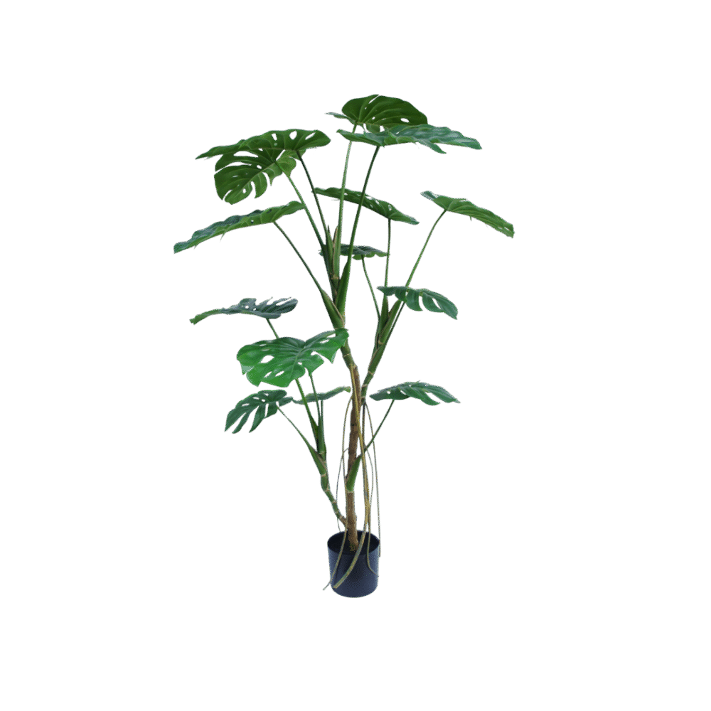 Monstera boom 150cm