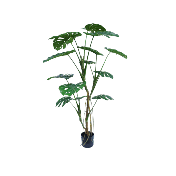 Monstera boom 150cm