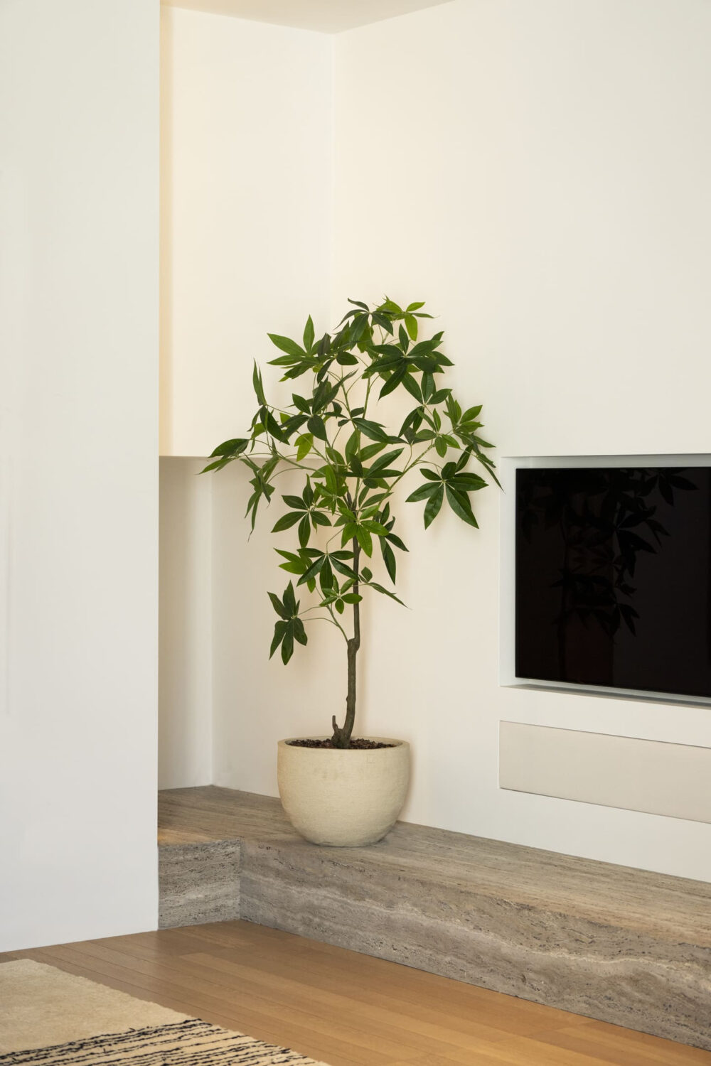 Schefflera boom 150cm - Afbeelding 2