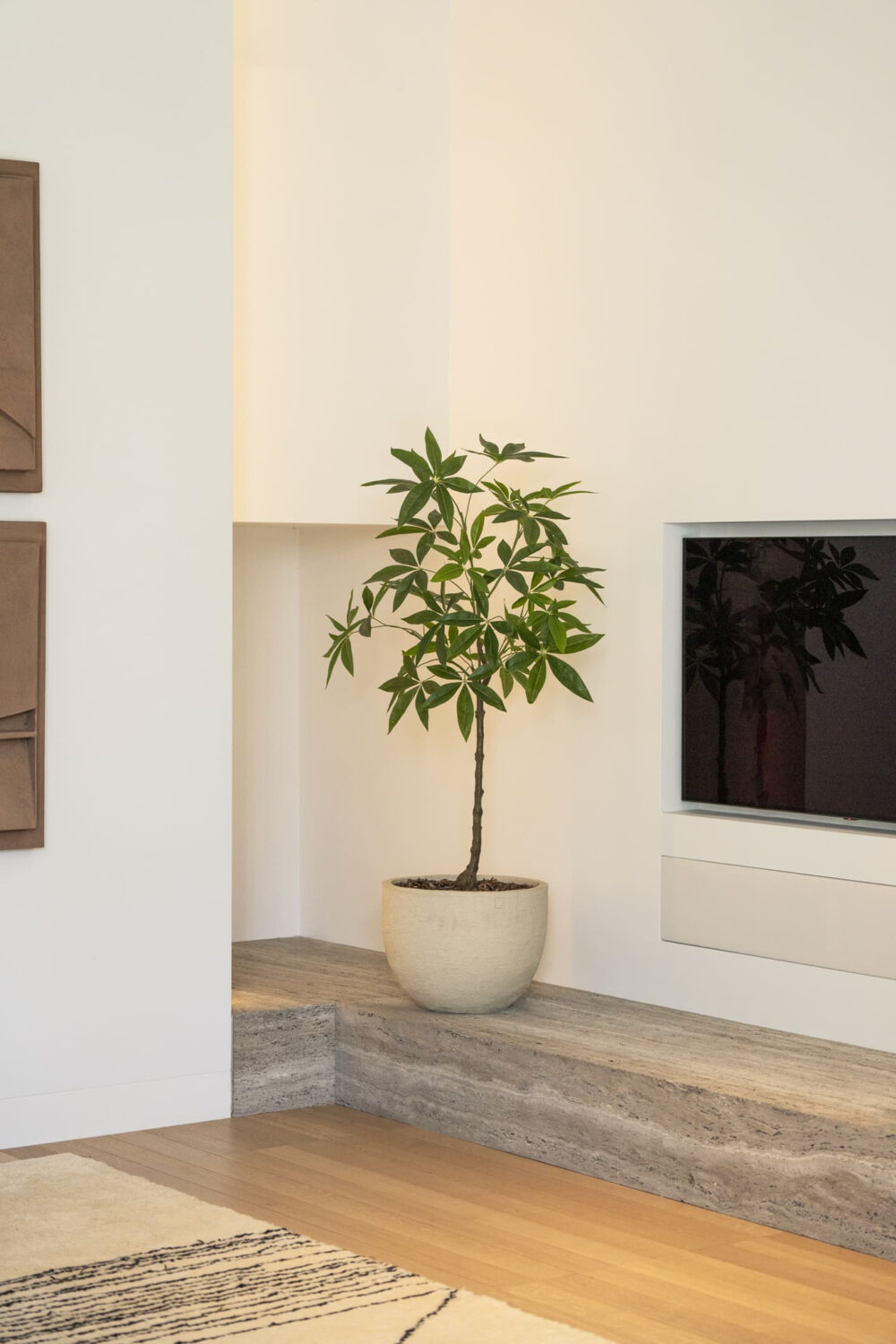 Schefflera boom 120cm - Afbeelding 2