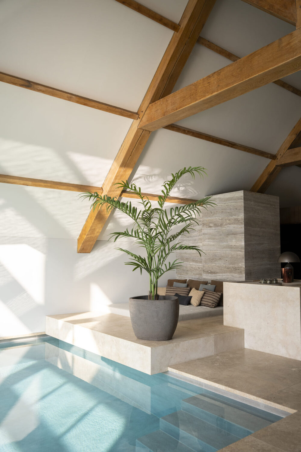 Palm plant 240cm - Afbeelding 2