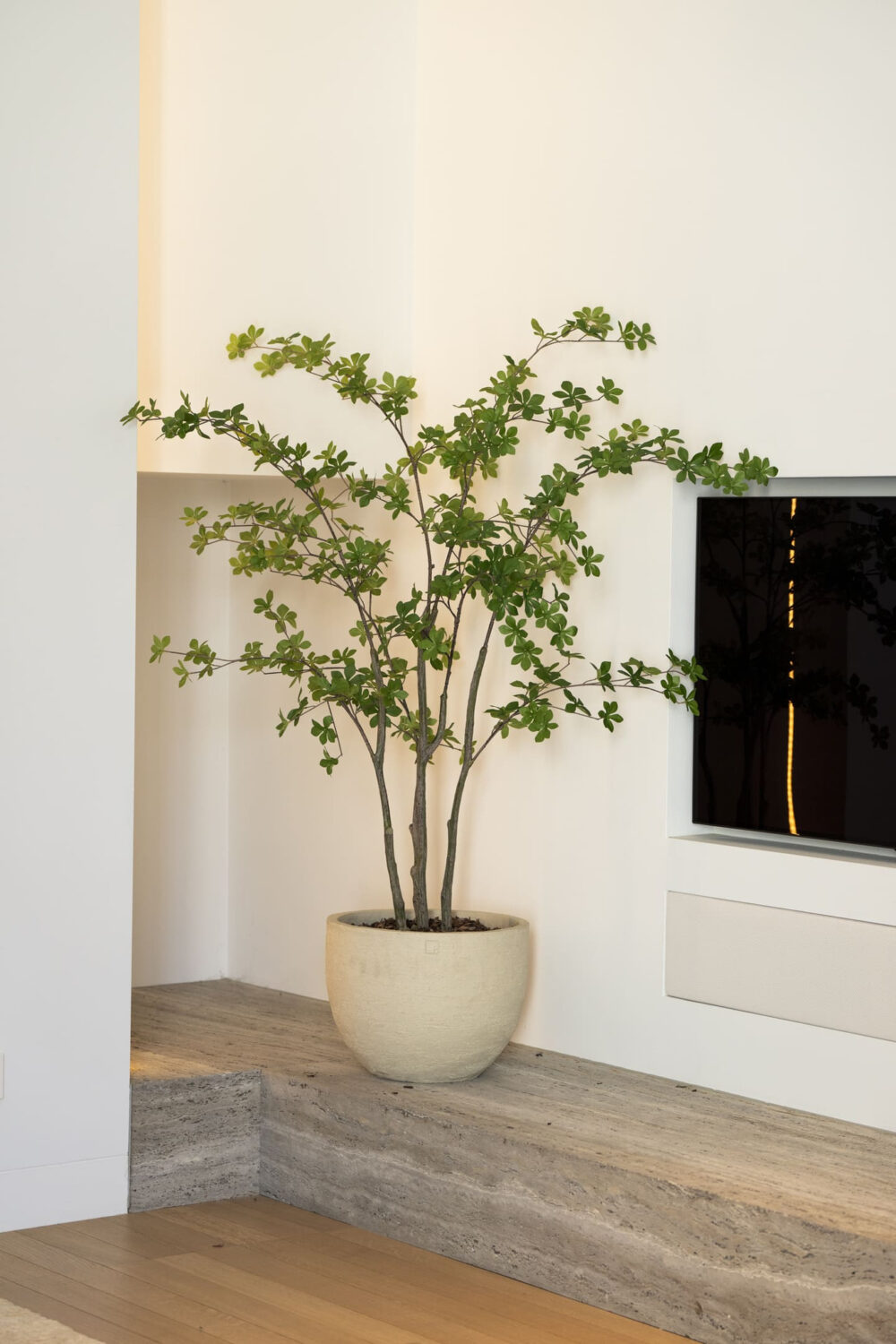 Enkianthus boom 150cm - Afbeelding 2