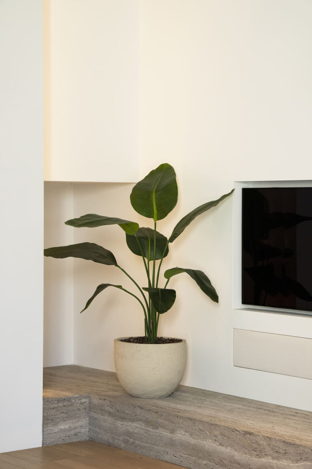 Strelitzia plant 120cm - Afbeelding 2