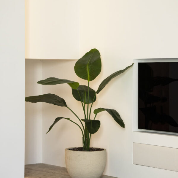 Strelitzia plant 120cm