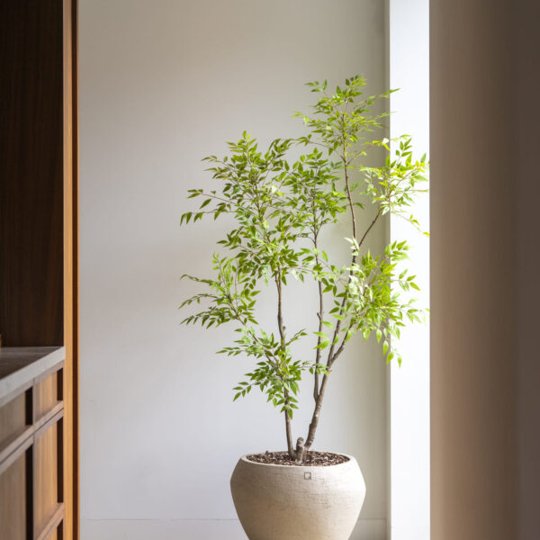 Nandina boom 180cm