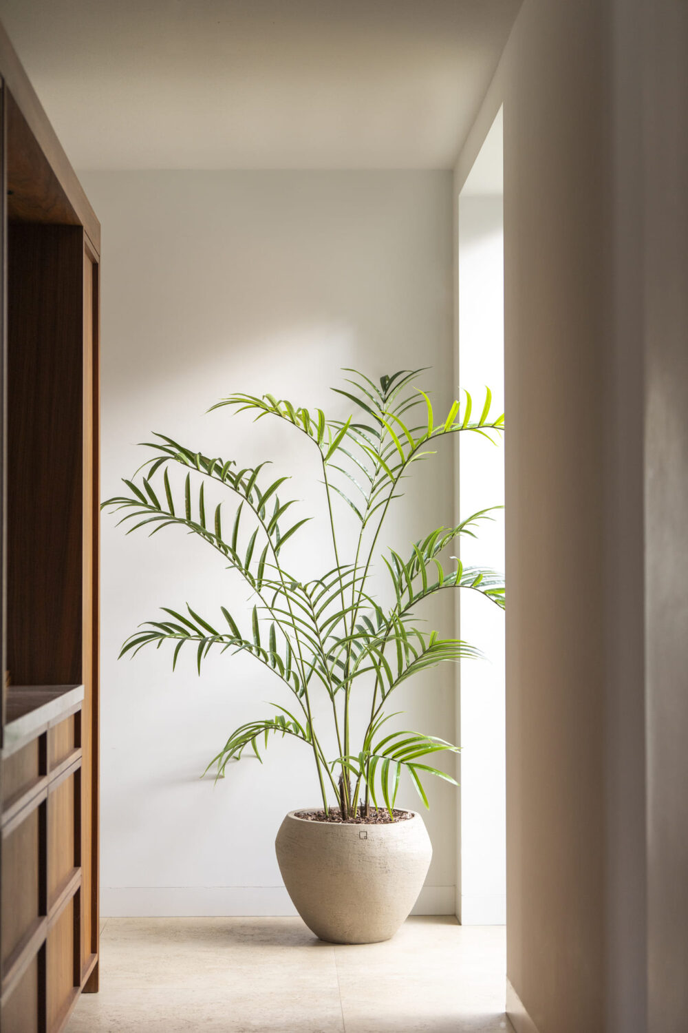 Palm plant 210cm - Afbeelding 2