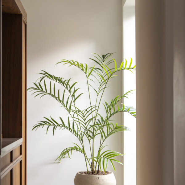 Palm plant 210cm