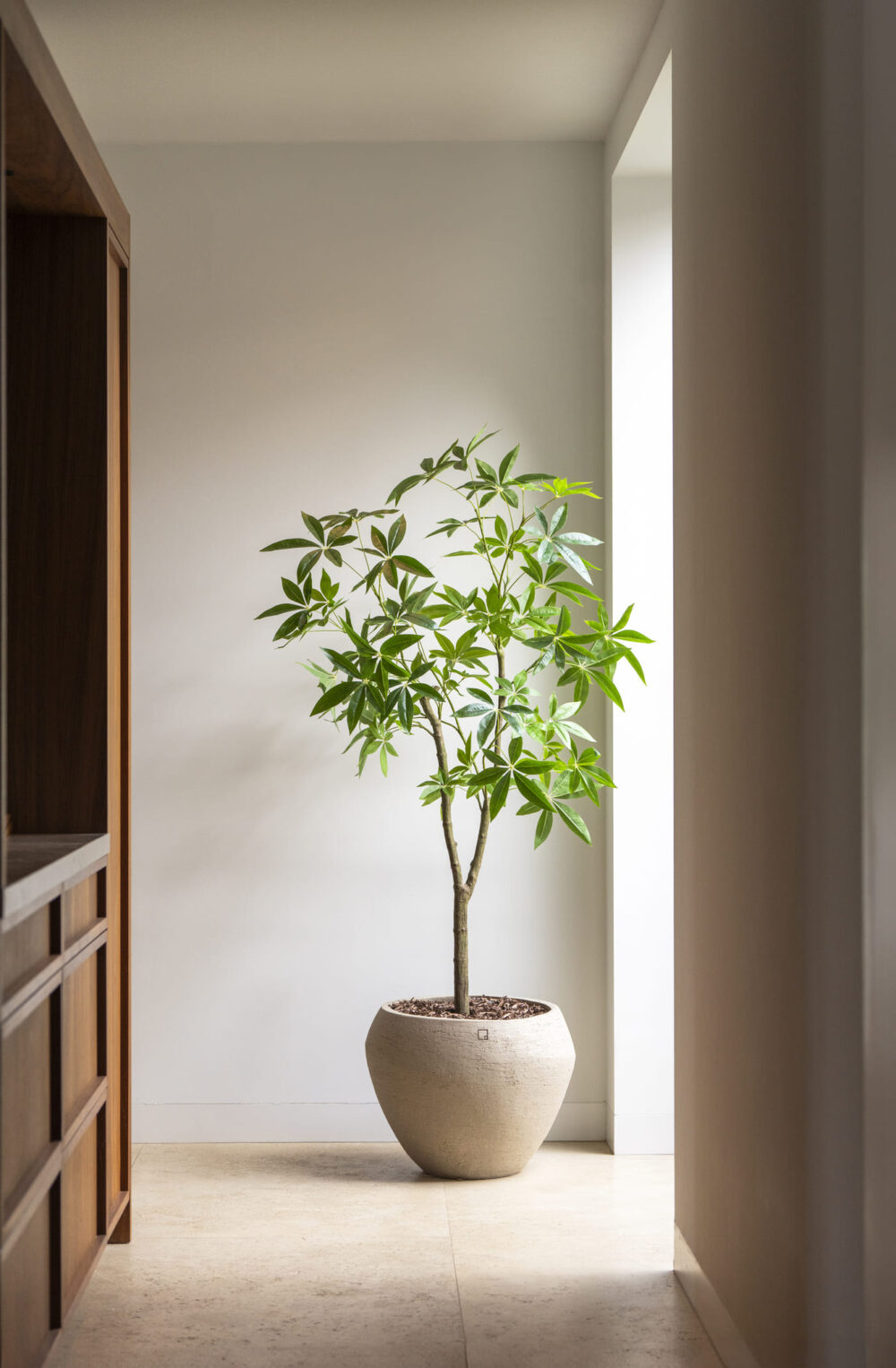 Schefflera boom 180cm - Afbeelding 2