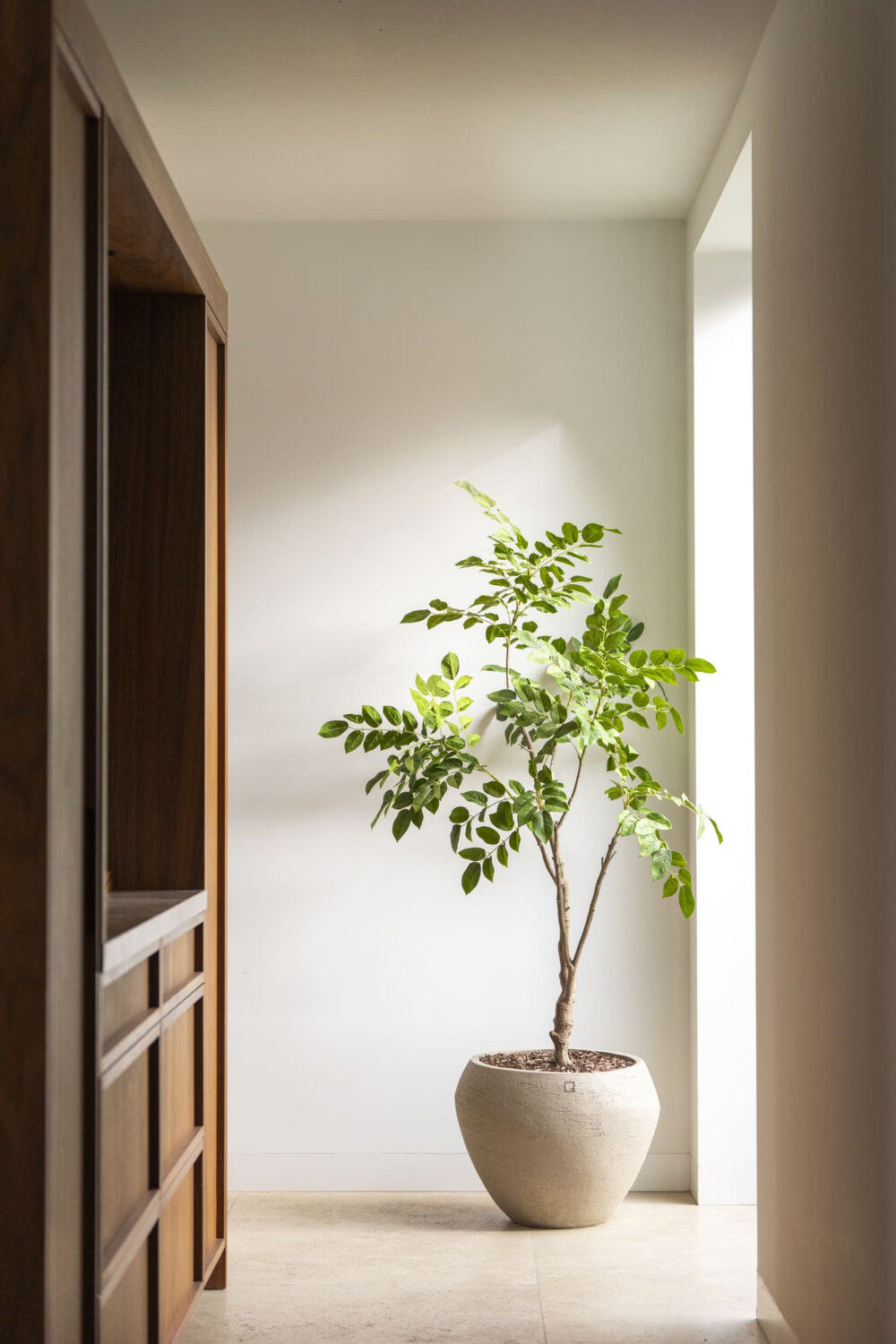 Sandalwood boom 180cm - Afbeelding 2