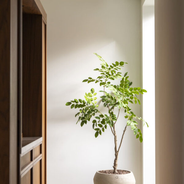 Sandalwood boom 180cm