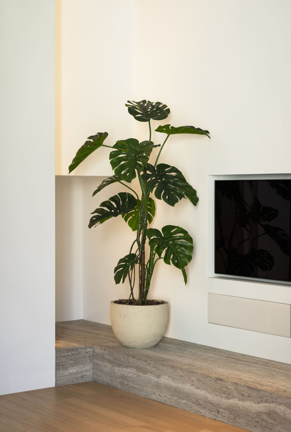 Monstera boom 150cm - Afbeelding 2