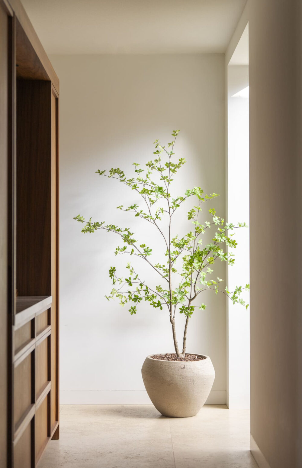 Enkianthus boom 180cm - Afbeelding 2