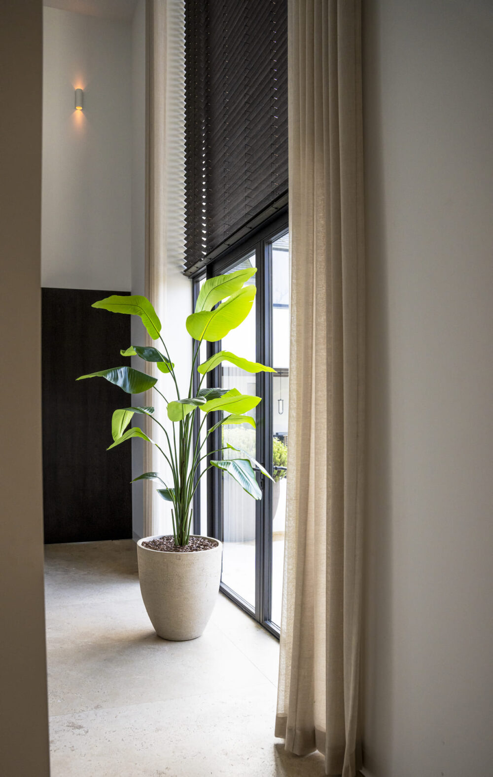Strelitzia plant 210cm - Afbeelding 3